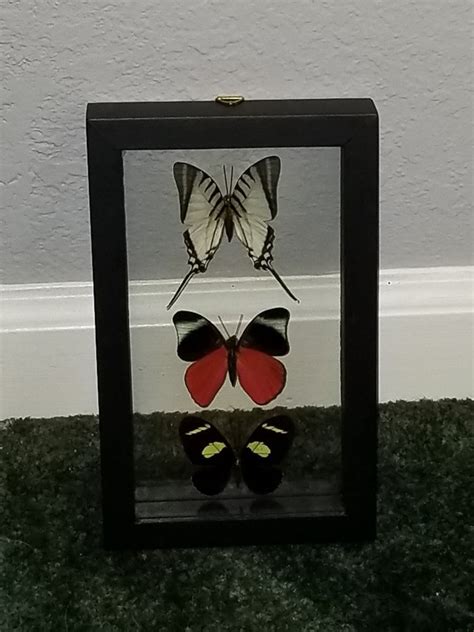 Real Butterflies Framed In Glass Etsy