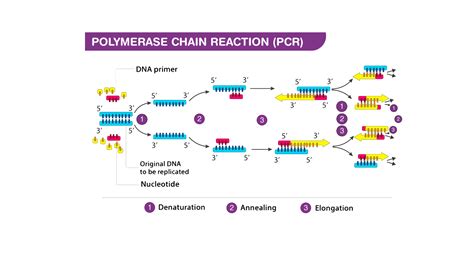 What are four important PCR applications?