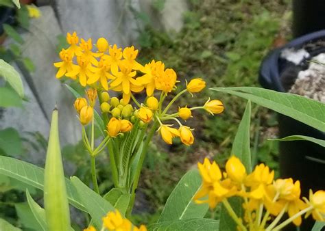 Plant Butterfly Weed Species To Provide Monarch Habitat Mississippi