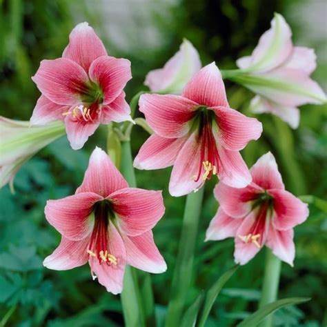 Amaryllis Misty Pink And Green Color Trumpet Flowers Light Scent