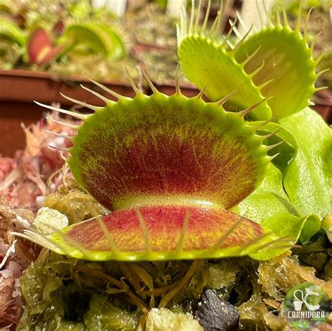 Dionaea Muscipula B