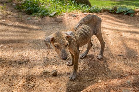 How Do You Help A Malnourished Dog