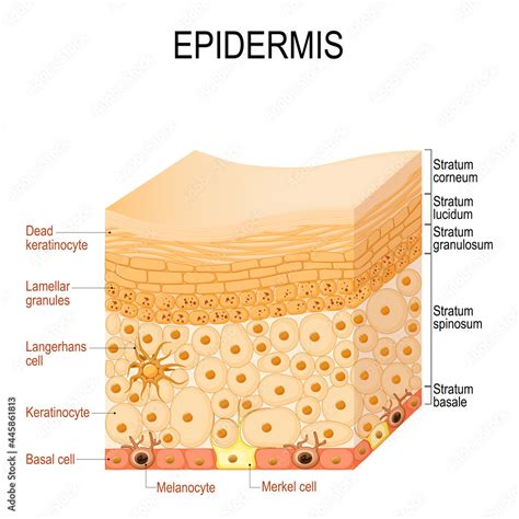 Epidermis Anatomy Layers And Cell Structure Vector De Stock Adobe Stock