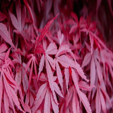 Acer palmatum Bloodgood - Featured Plants | Western Star Nurseries