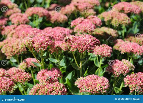 Sedum Spectabile Pink Sedum Flower In Garden Stock Photo Image Of