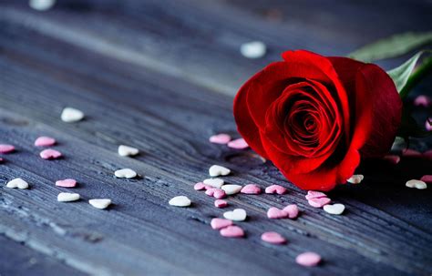 HD wallpaper: red rose, flower, flowers, background, widescreen, Wallpaper | Good night ...