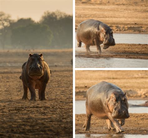 Its Monday And The Hippo King Robin Pope Safaris