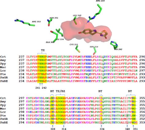 Phrixotrix Luciferase And Aminoluciferins Reveal A Larger Luciferin