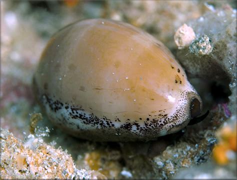 Luria Cinerea Gmelin Atlantic Gray Cowrie