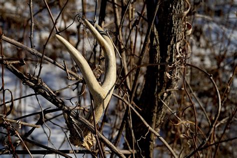 When Do Deer Shed Their Antlers? | Field & Stream