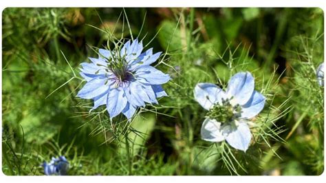 Benefits Of Black Seed Dosage Safety The Botanical Institute