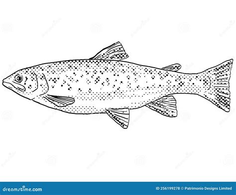 Desenho Animado De Truta Marrom Ou De Peixe Salmo Trutta De água Doce