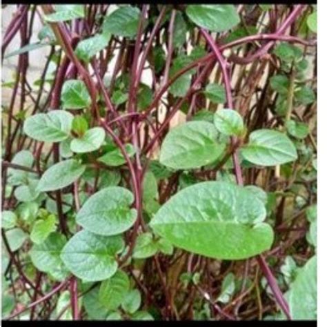 Jual Daun Binahong Daun Obat Obat Tradisional Obat Herbal Shopee