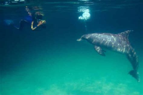 Do's and Don'ts When Swimming with Dolphins