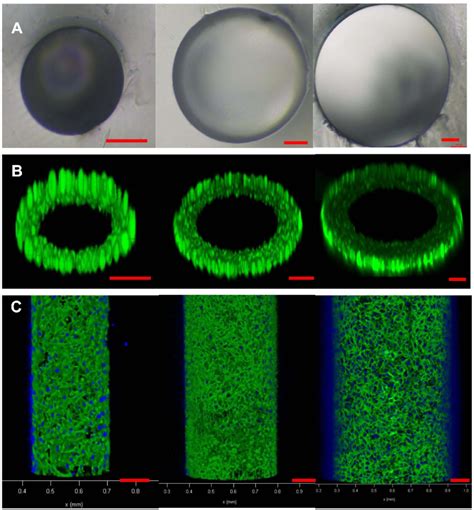 Fluorescence Microscopic Images Of Stained Endothelial Cells In