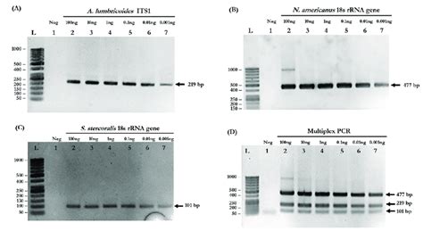 Determination Of The Detection Limits Of Simplex And Multiplex Pcr A Download Scientific