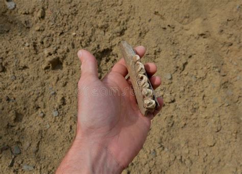 The Work Of An Archaeologist On The Excavation Of A Neolithic