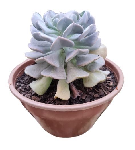 Suculenta Echeveria Cubic Frost Cuia Verde Amor Jardinagem