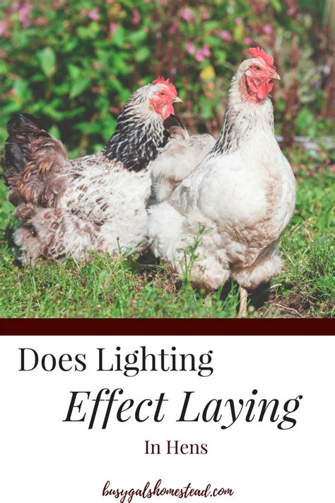 How Much Light Do Chickens Need To Lay Eggs Laying Chickens Egg