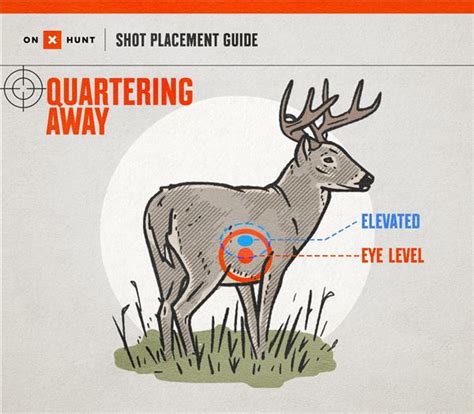 Whitetail Deer Shot Placement Diagram