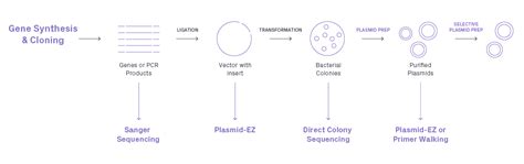 Whole Plasmid Sequencing | Plasmid-EZ | GENEWIZ from Azenta