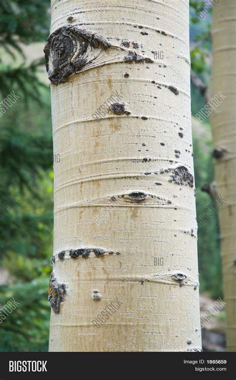 Aspen Trunk Image And Photo Free Trial Bigstock