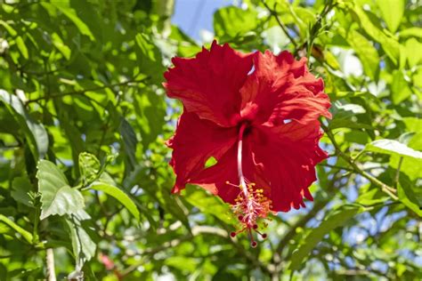 Flor De Hibisco Beneficios Y Propiedades Que Tiene Clic Post