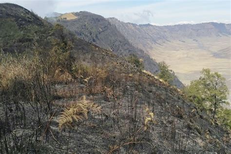 Pendakian Gunung Semeru Ditutup Total Akibat Kebakaran Hutan Antara News