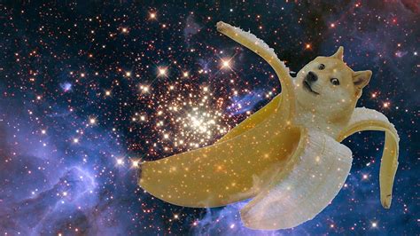 So Doge Much Epic Dump Doge Douhge Hd Wallpaper Pxfuel