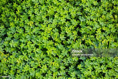 Arachis Pintoi Field Stock Photo Download Image Now Agricultural