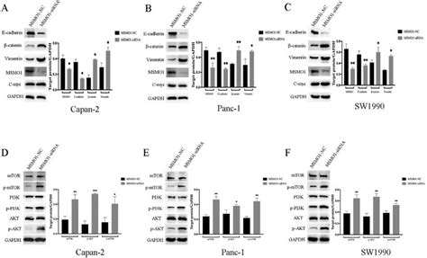 Down Regulation Of MSMO1 Promotes The Development And Progression Of