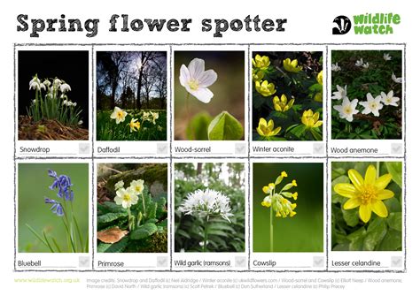 Wild spring guide | Surrey Wildlife Trust