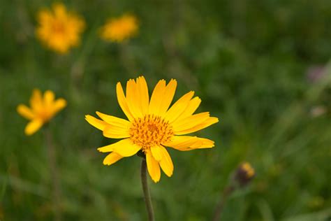 Mountain Arnica Pictures Download Free Images On Unsplash