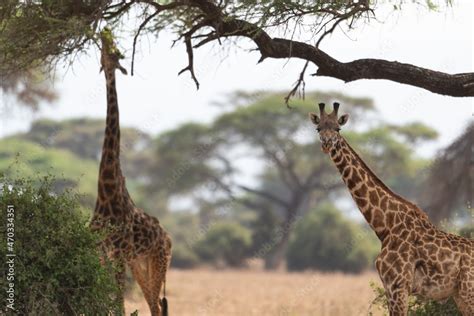 Giraffe in Kennya on safari, Africa. African artiodactyl mammal, the ...