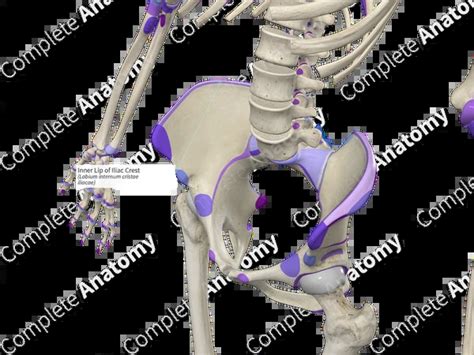 lip  iliac crest complete anatomy