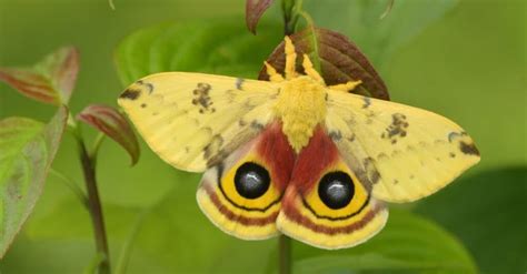 Moth Lifespan How Long Do Moths Live A Z Animals