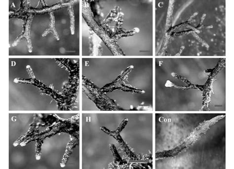 Formations Of The Ectomycorrhizal Roots Mostly Dichotomous Of Pinus