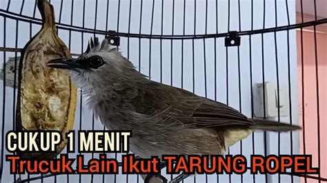 Suara Trucukan Gacor Cuk Cuk Tarung Ropel Paling Sukses Untuk