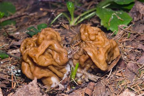 False Morel Or Gyromitra Esculenta Spring Poisonous Mushrooms Macro