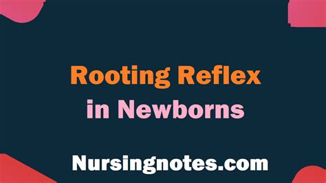 What Is The Rooting Reflex In Newborns Nursingnotes