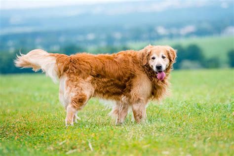 Everything You Need To Know About The Golden Retriever K9 Web