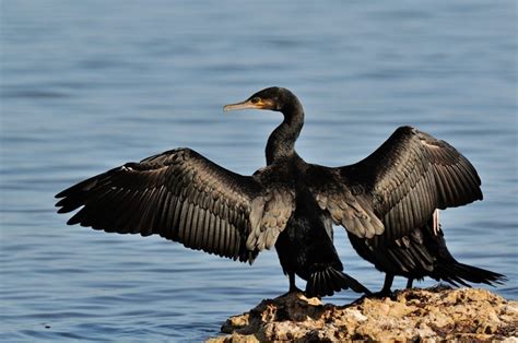 Come Riconoscere Gli Uccelli Ittiofagi