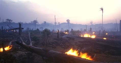 Stop The Torching Of The Amazon Rainforest Rainforest Rescue