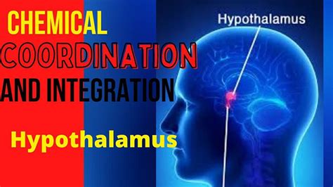 Chemical Coordination And Integration Lecture Hypothalamus Youtube