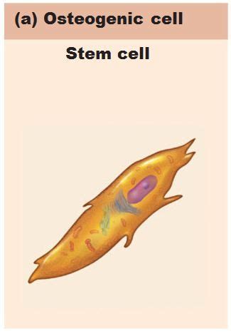 Ch 6 Skeletal Tissue Bone And Tissue Flashcards Quizlet