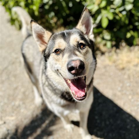 White German Shepherd Malamute Mix
