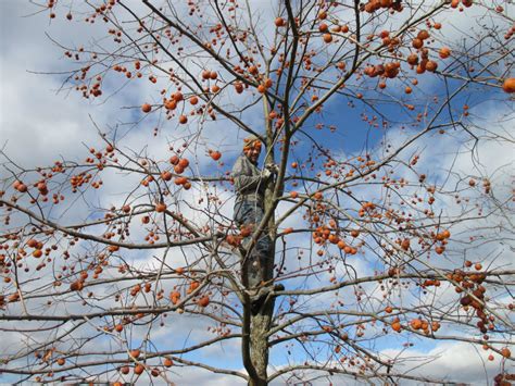 Wild Persimmon Tree