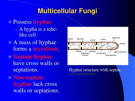 Ppt Eukaryotic Microbes Powerpoint Presentation Free Download Id2939803