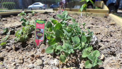 Reliant, mayor team up to restore Corpus Christi's community gardens