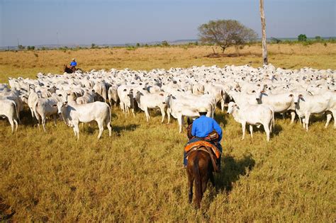 Como Implementar Insemina O Artificial Em Tempo Fixo Iatf Em Sua